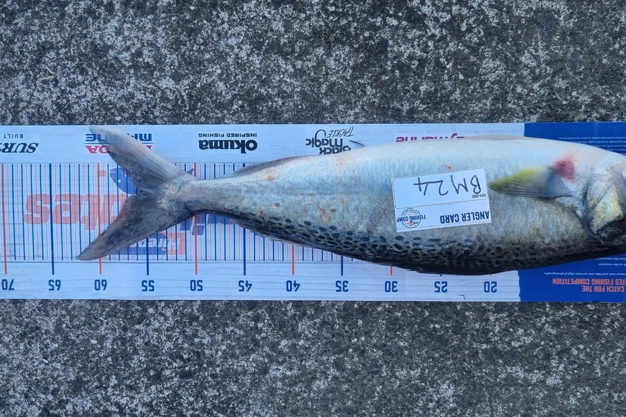 Jacob Wium caught this 55.5cm Kahawai at Coromandel during The Export NZ Fishing Competition