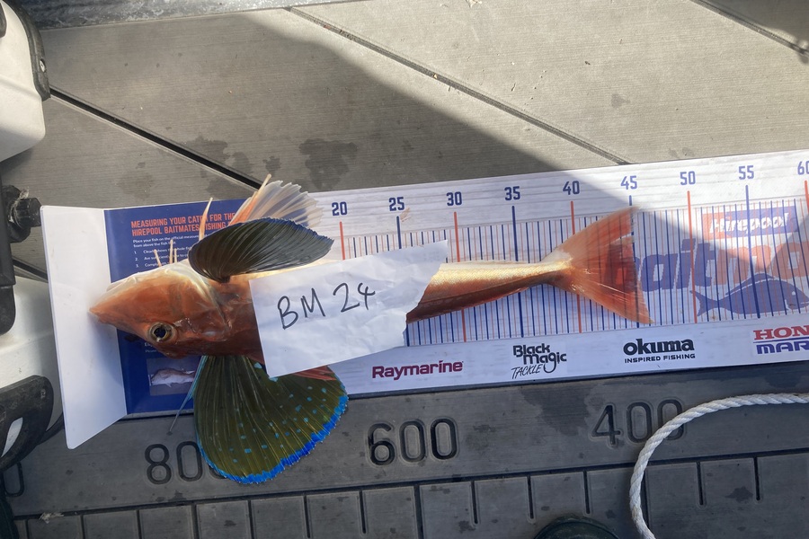David Monagan caught this 45.0cm Gurnard at Hawkes Bay during The Export NZ Fishing Competition