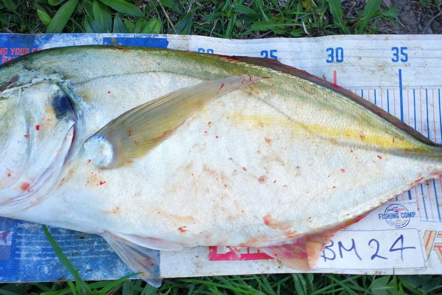 Leigh Page caught this 43.0cm Trevally at Wellington during The Export NZ Fishing Competition