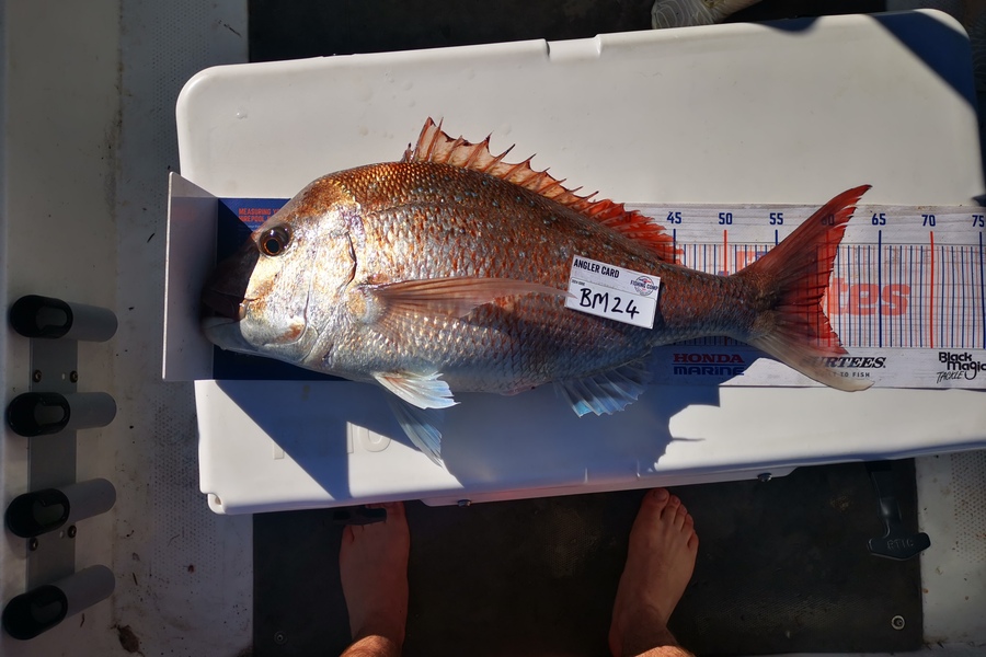 Luke Drumm caught this 59.0cm Snapper at Wellington during The Export NZ Fishing Competition