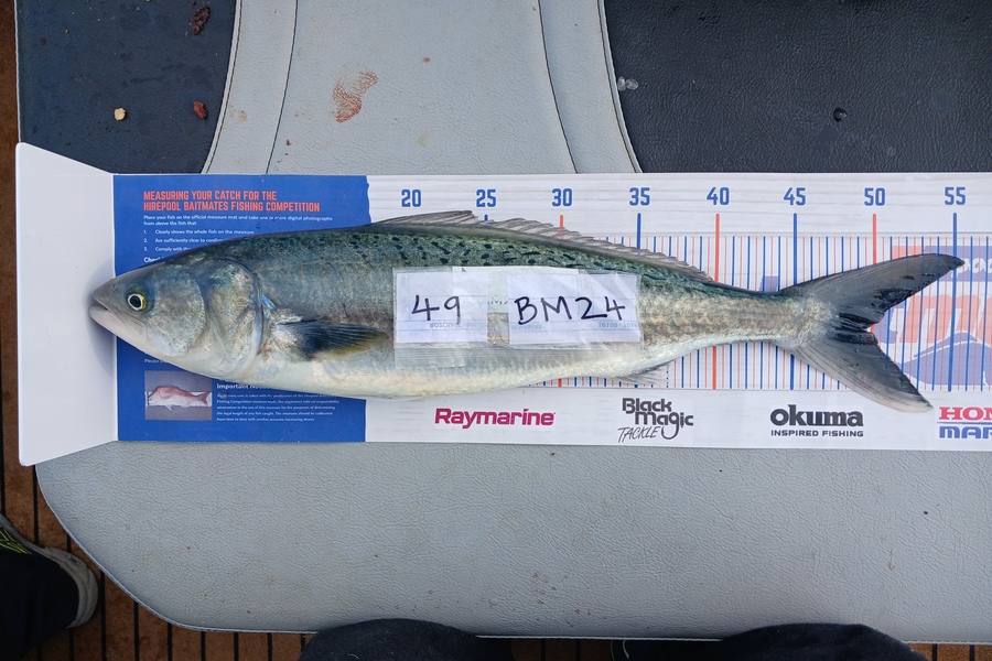 David Hunt caught this 49.5cm Kahawai at Bay of Plenty during The Export NZ Fishing Competition