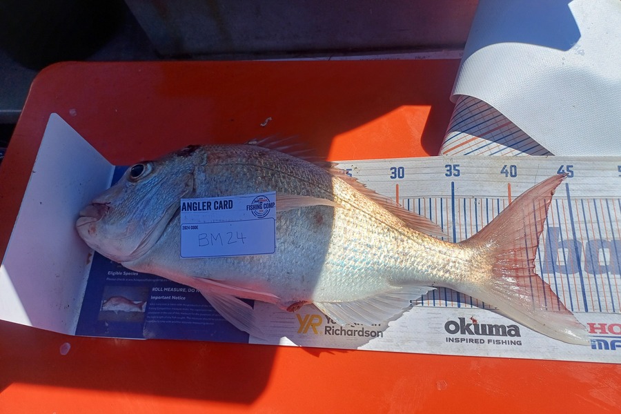 Gerhard Smith caught this 41.0cm Snapper at Auckland during The Export NZ Fishing Competition