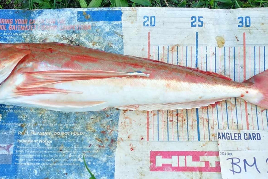 Jamie-Lee Page caught this 35.5cm Gurnard at Wellington during The Export NZ Fishing Competition