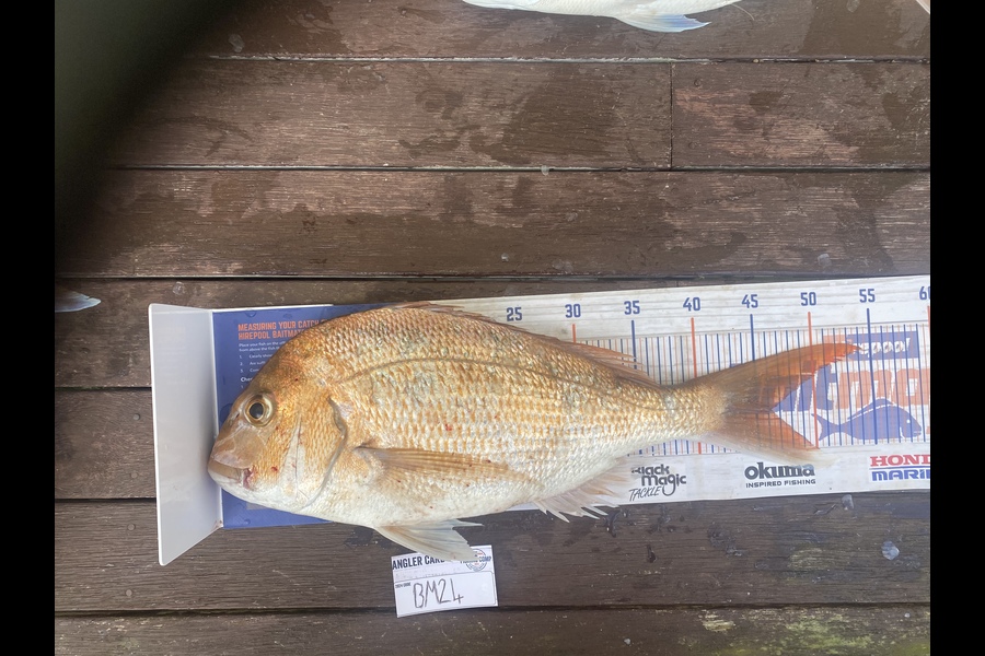 Brendon Day caught this 46.0cm Snapper at Auckland during The Export NZ Fishing Competition