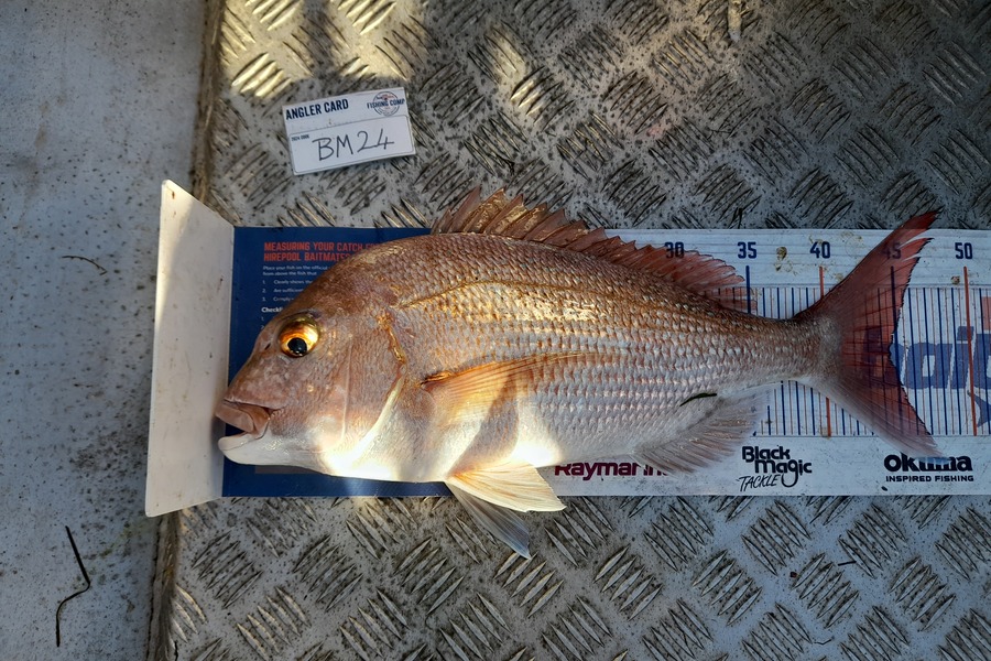 Andrew Stanford caught this 44.5cm Snapper at Northland during The Export NZ Fishing Competition