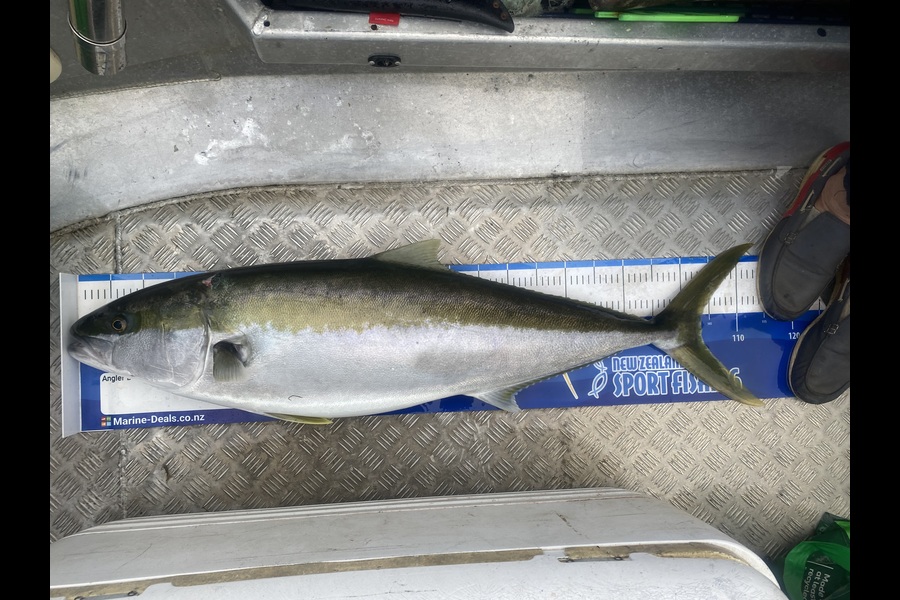 Percy  Cooper caught this 103.0cm Kingfish at Northland during The Export NZ Fishing Competition