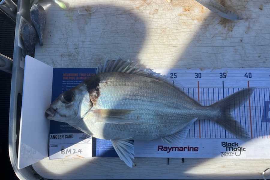 Jared Nicholson caught this 36.0cm Tarakihi at Hawkes Bay during The Export NZ Fishing Competition