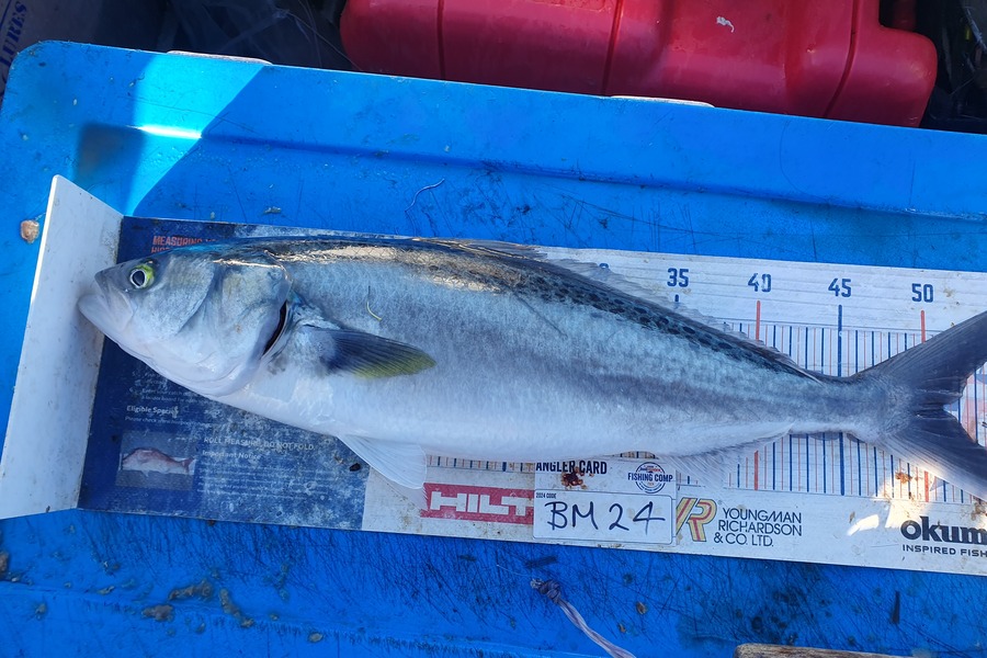 Dan Musson caught this 51.0cm Kahawai at Wellington during The Export NZ Fishing Competition