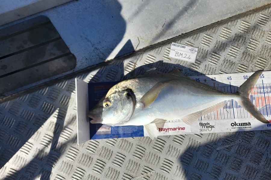Andrew Stanford caught this 49.5cm Trevally at Northland during The Export NZ Fishing Competition