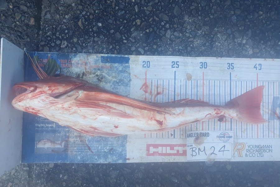Dan Musson caught this 40.5cm Gurnard at Wellington during The Export NZ Fishing Competition