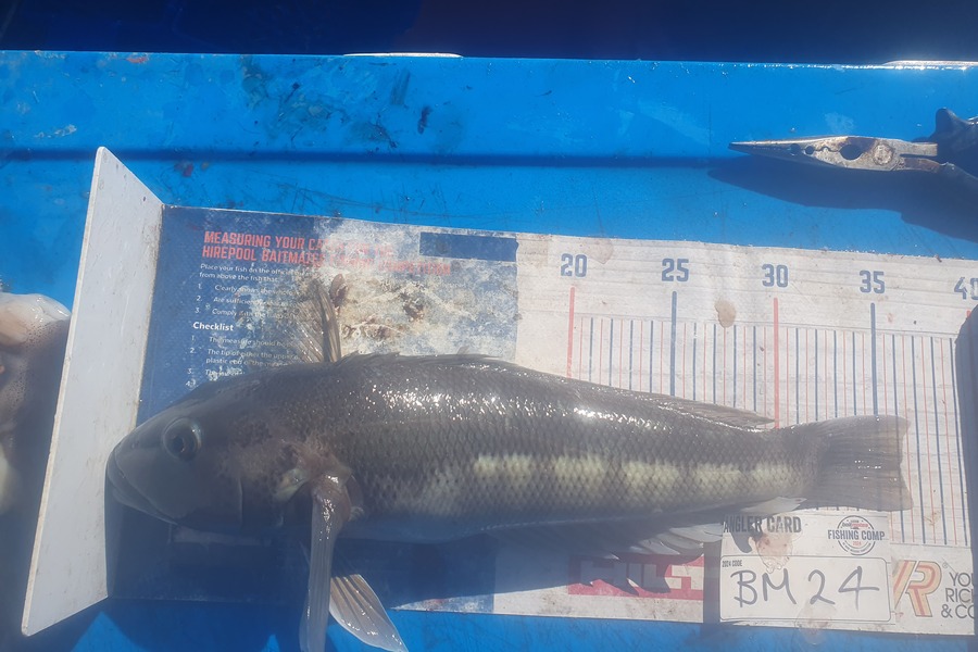 Dan Musson caught this 36.0cm Blue Cod at Wellington during The Export NZ Fishing Competition
