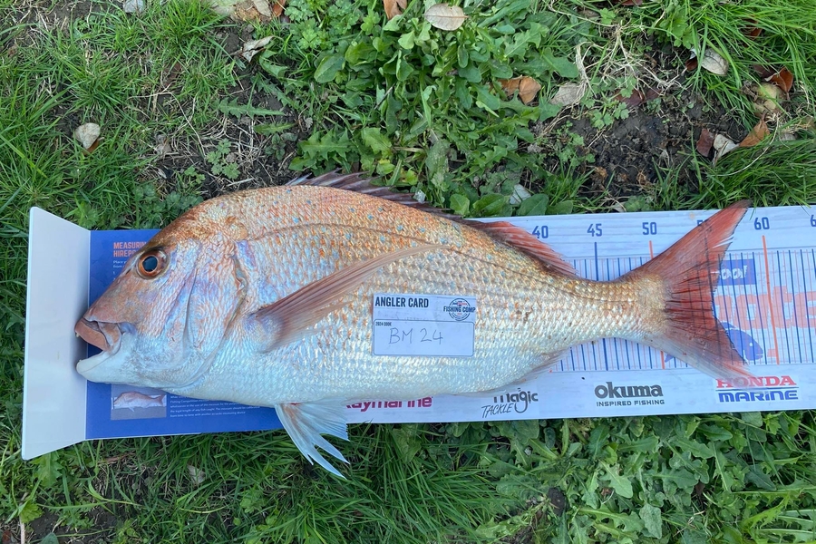 Sharo Sievers caught this 55.0cm Snapper at Wellington during The Export NZ Fishing Competition