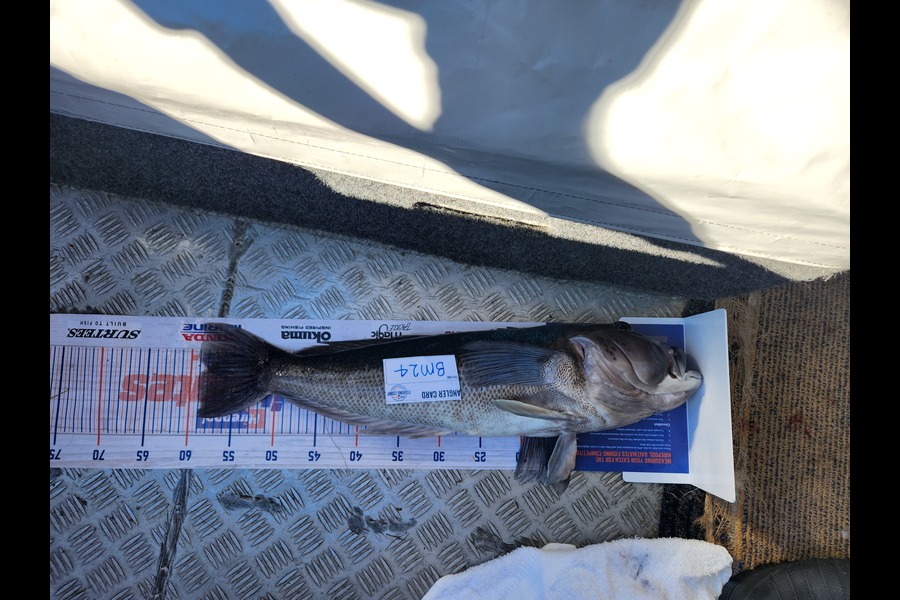 Warrick  Lowe caught this 58.5cm Blue Cod at Otago during The Export NZ Fishing Competition