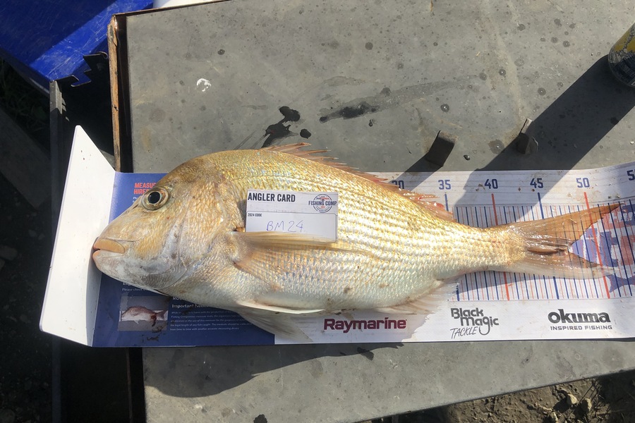 james towers caught this 47.0cm Snapper at Auckland during The Export NZ Fishing Competition