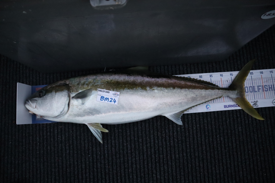 Mark Cotton caught this 101.0cm Kingfish at Nelson/Marlborough during The Export NZ Fishing Competition