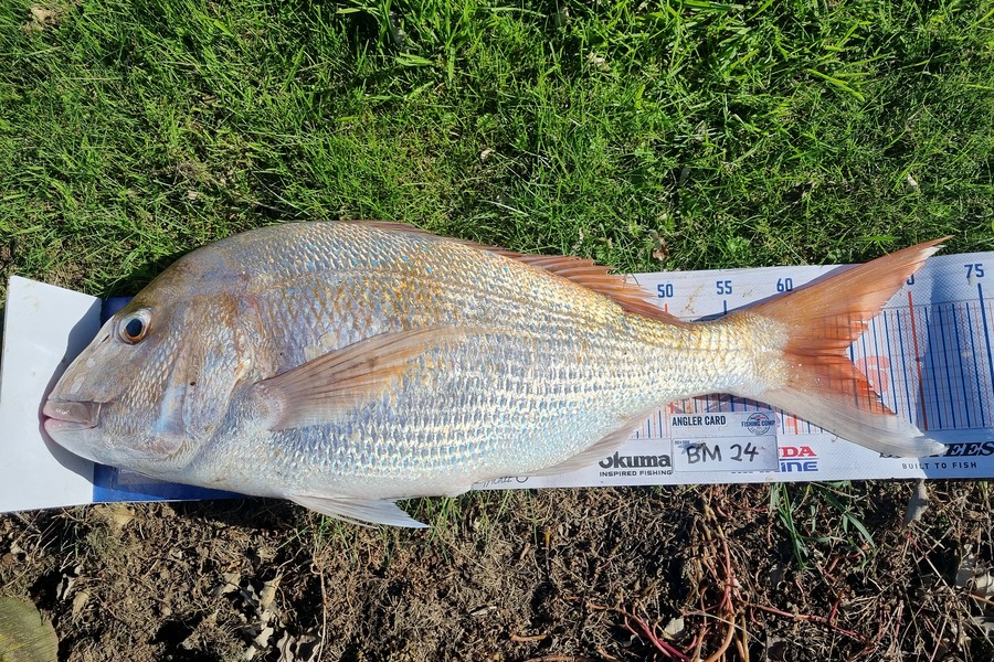 David Mills caught this 64.5cm Snapper at Taranaki during The Export NZ Fishing Competition