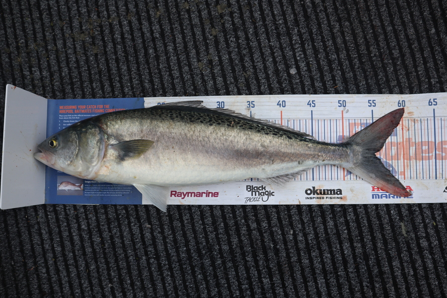 Mark Cotton caught this 55.0cm Kahawai at Nelson/Marlborough during The Export NZ Fishing Competition