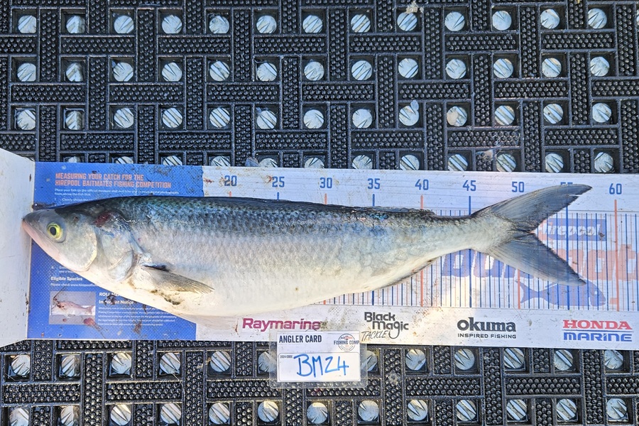 David Kovacs caught this 51.0cm Kahawai at Wellington during The Export NZ Fishing Competition