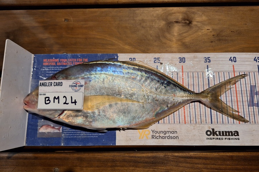 Trevor Hopson caught this 36.5cm Trevally at Coromandel during The Export NZ Fishing Competition