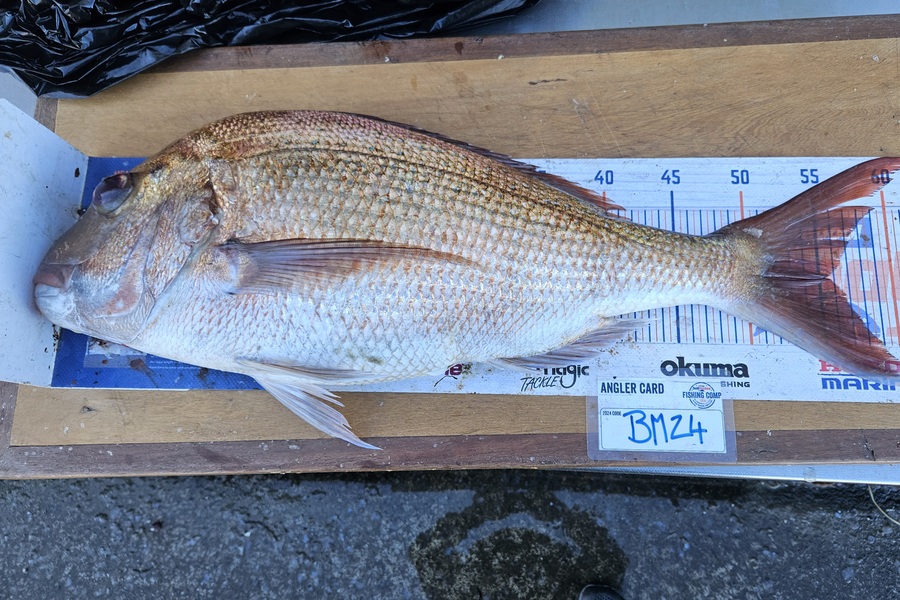 David Kovacs caught this 55.5cm Snapper at Wellington during The Export NZ Fishing Competition