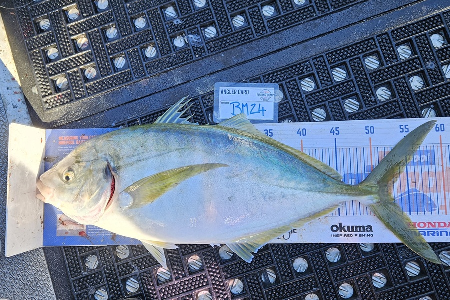 David Kovacs caught this 52.5cm Trevally at Wellington during The Export NZ Fishing Competition