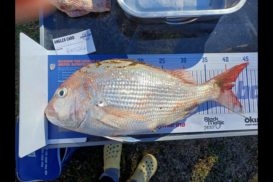 Kelsie Draper caught this 41.0cm Snapper at Hawkes Bay during The Export NZ Fishing Competition
