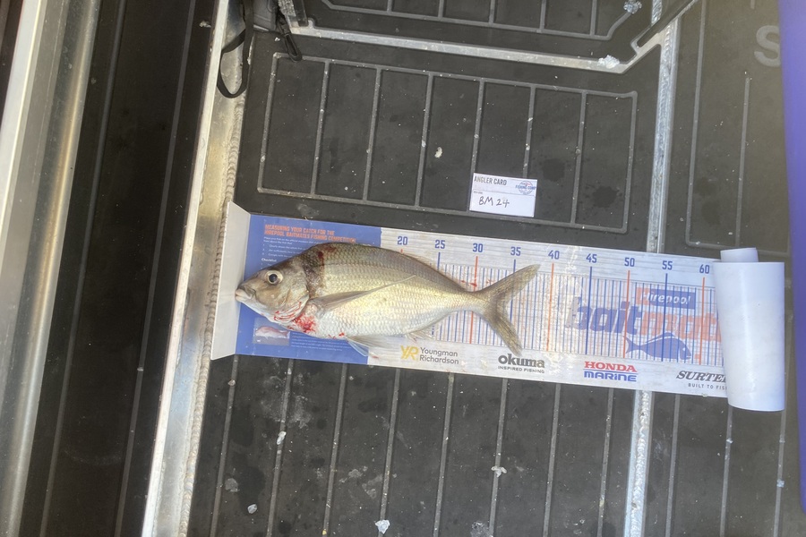 Tony Flowers caught this 34.0cm Tarakihi at Wellington during The Export NZ Fishing Competition