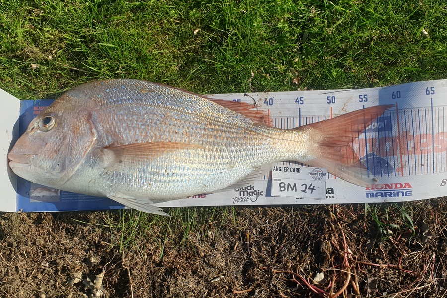 Ben Tippins caught this 52.0cm Snapper at Taranaki during The Export NZ Fishing Competition