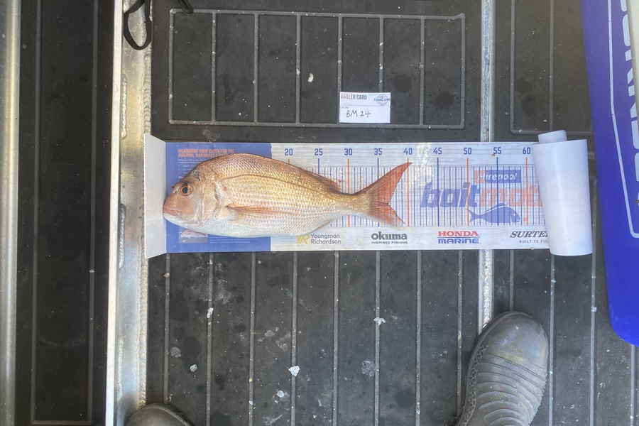 Tony Flowers caught this 36.5cm Snapper at Wellington during The Export NZ Fishing Competition