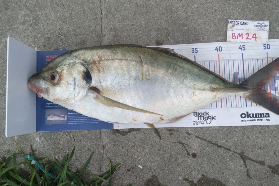 Steve  Brown  caught this 48.5cm Trevally at Wellington during The Export NZ Fishing Competition