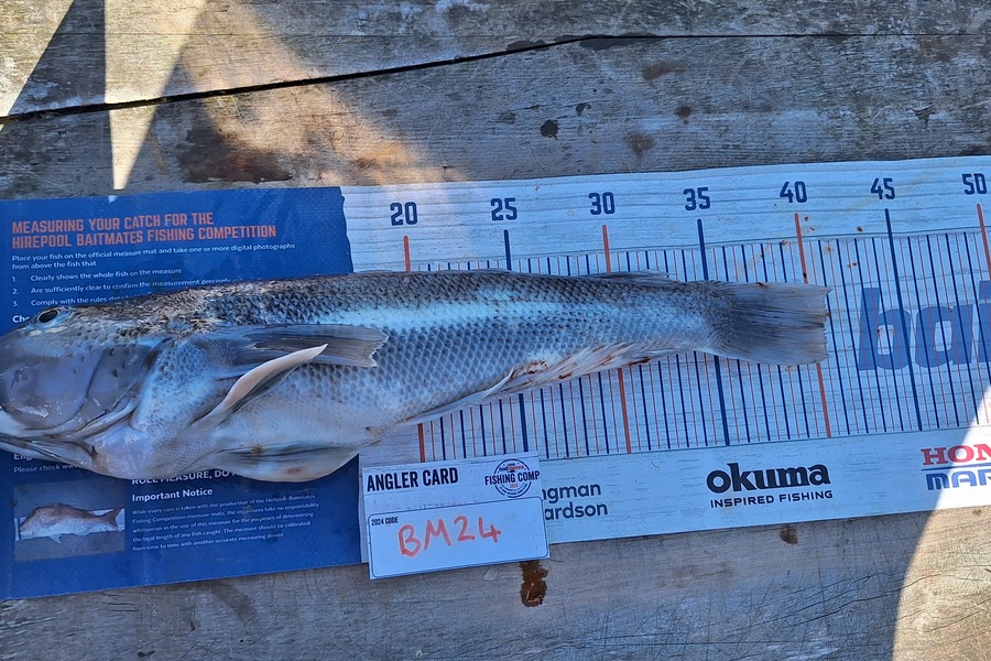 Sam Connor caught this 40.5cm Blue Cod at Otago during The Export NZ Fishing Competition