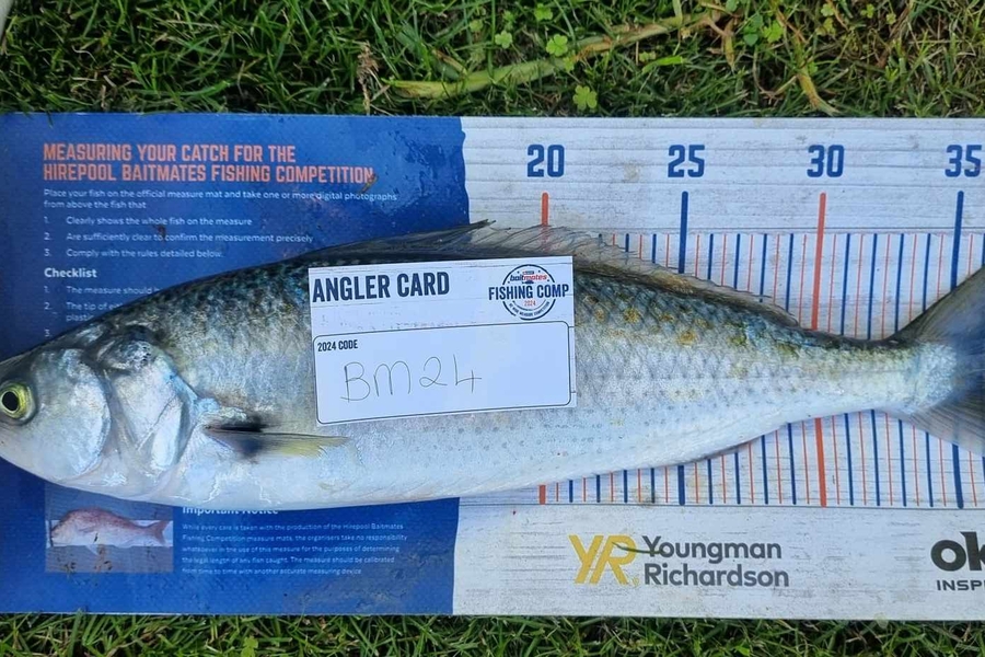 Logan Brpwn caught this 36.0cm Kahawai at Bay of Plenty during The Export NZ Fishing Competition