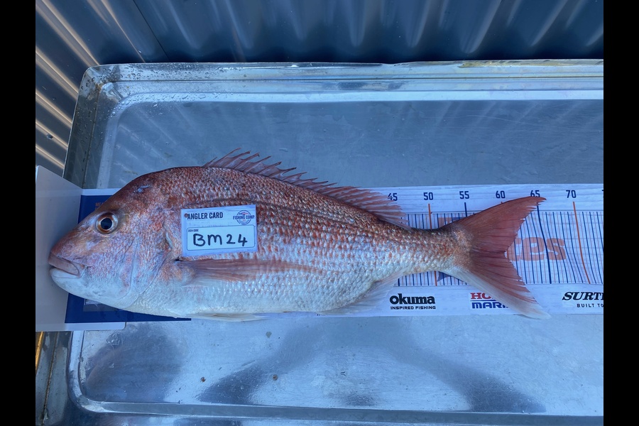 leigh Shergold caught this 59.5cm Snapper at Hawkes Bay during The Export NZ Fishing Competition