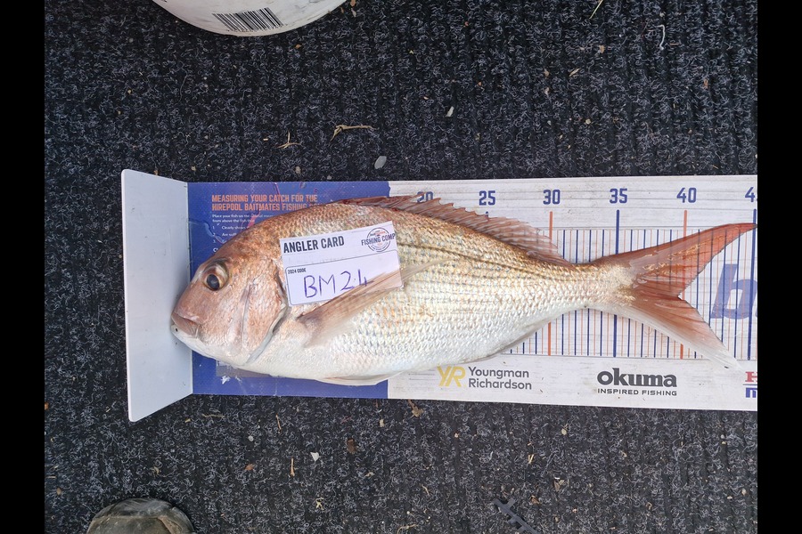 Barry Needham caught this 39.5cm Snapper at Bay of Plenty during The Export NZ Fishing Competition