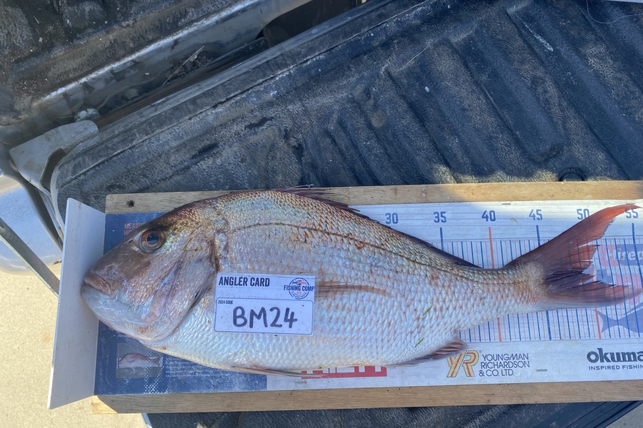 Mark Ray caught this 49.0cm Snapper at Bay of Plenty during The Export NZ Fishing Competition