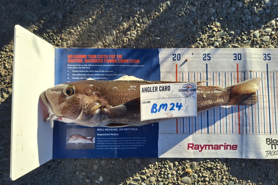 Oscar Young caught this 32.5cm Blue Cod at Canterbury during The Export NZ Fishing Competition