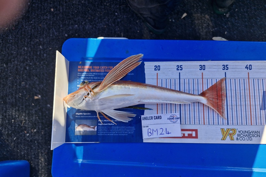 Barry Needham caught this 34.5cm Gurnard at Bay of Plenty during The Export NZ Fishing Competition