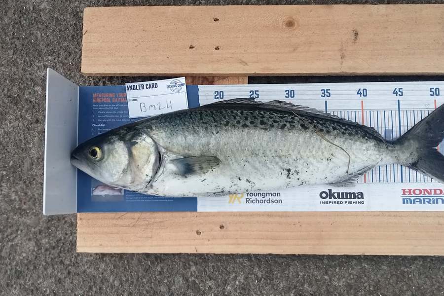 Tame Tynan caught this 49.0cm Kahawai at Taranaki during The Export NZ Fishing Competition