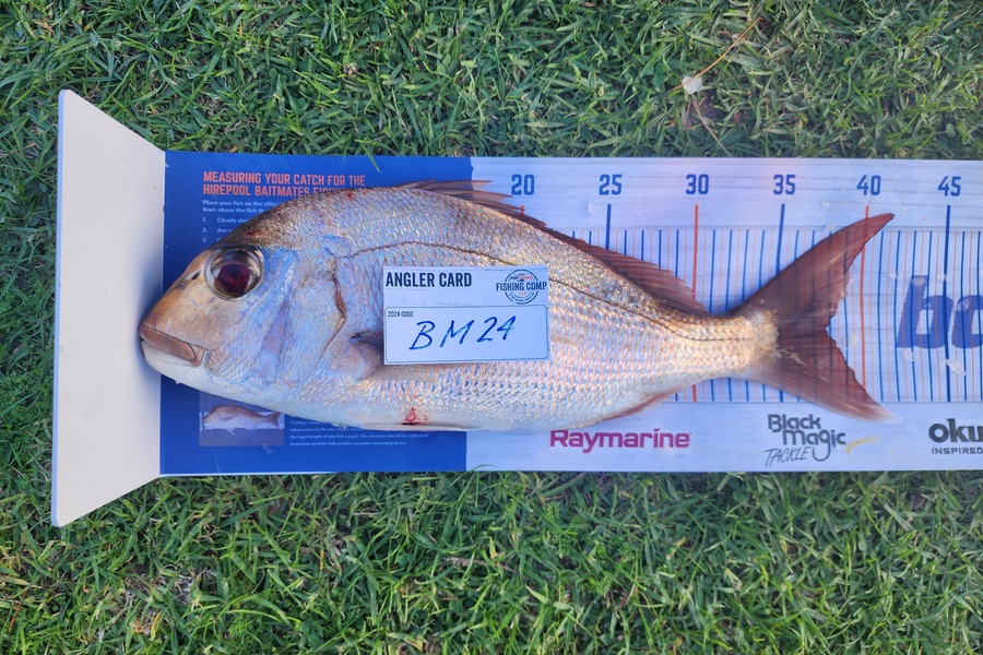 Chris Blair caught this 37.5cm Snapper at Auckland during The Export NZ Fishing Competition