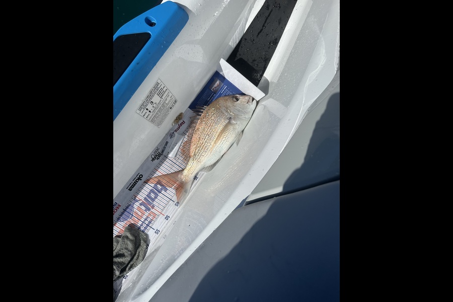 Rhyan Fobbester caught this 41.5cm Snapper at Auckland during The Export NZ Fishing Competition