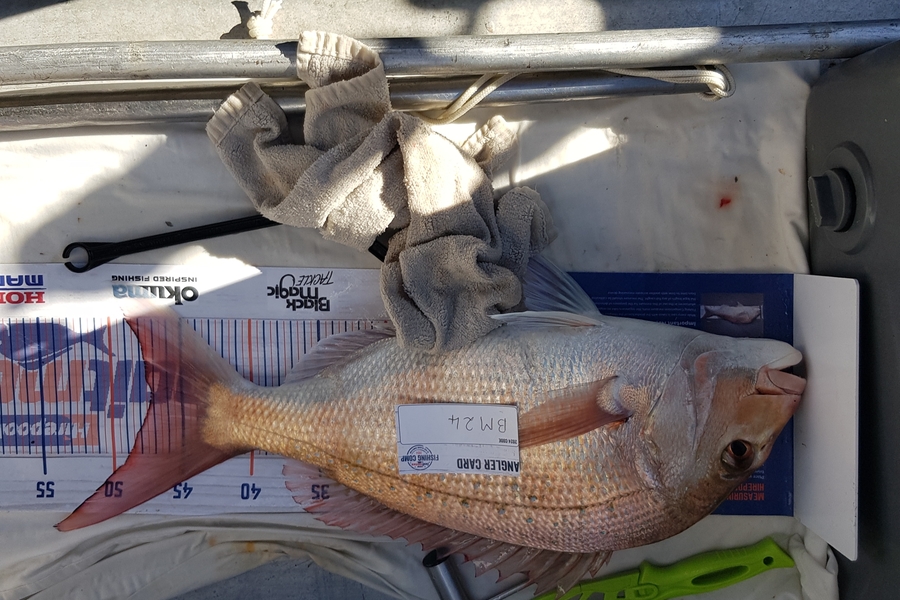 Carolyn Rose caught this 47.0cm Snapper at Nelson/Marlborough during The Export NZ Fishing Competition