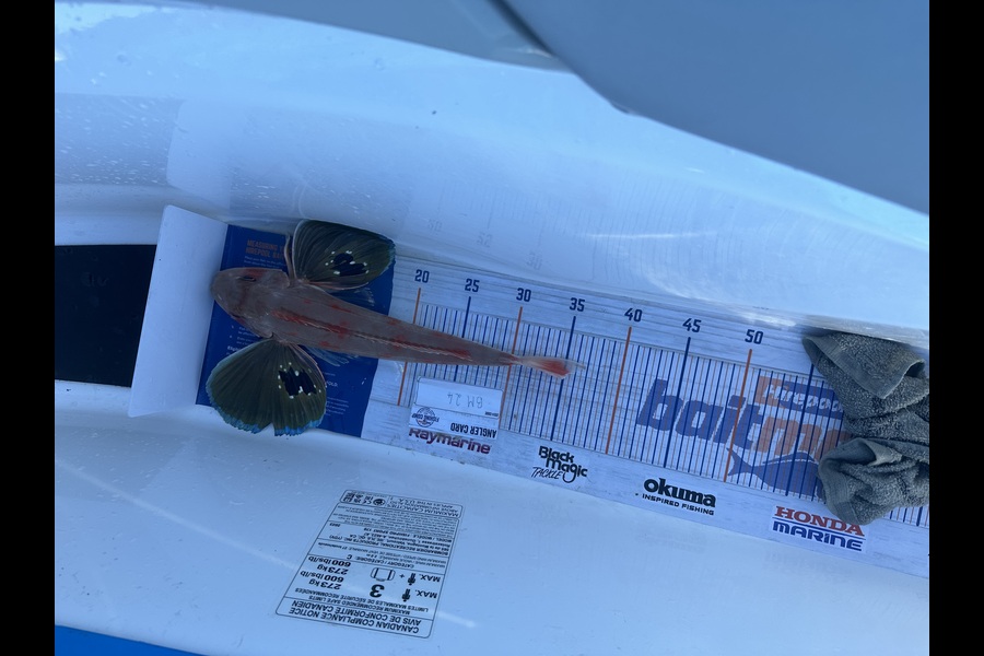 Rhyan Fobbester caught this 35.0cm Gurnard at Auckland during The Export NZ Fishing Competition