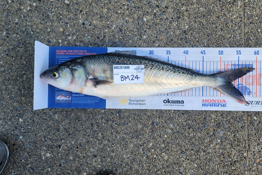 Myles Carson caught this 53.0cm Kahawai at Wellington during The Export NZ Fishing Competition