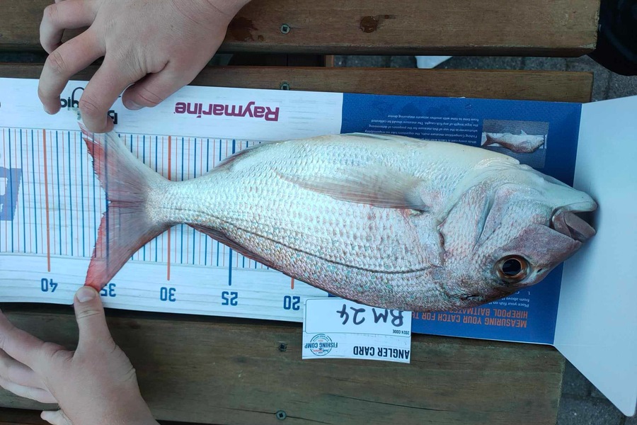 Harlan Bracefield caught this 34.5cm Snapper at Coromandel during The Export NZ Fishing Competition