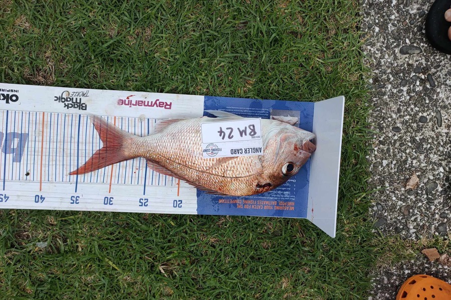 Ellen Pope caught this 31.5cm Snapper at Coromandel during The Export NZ Fishing Competition