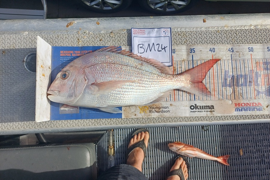 Brendon Iremonger caught this 37.0cm Snapper at Taranaki during The Export NZ Fishing Competition