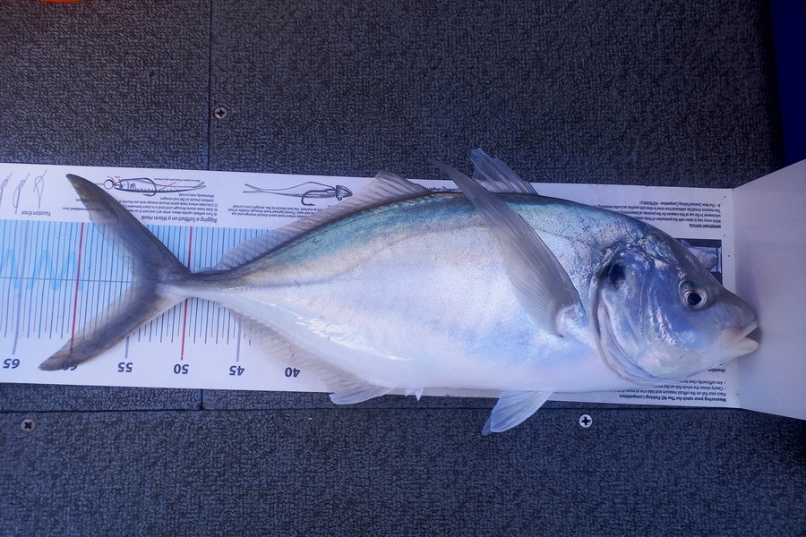 Andrew Tohu caught this 54.5cm Trevally at Northland during The Export NZ Fishing Competition