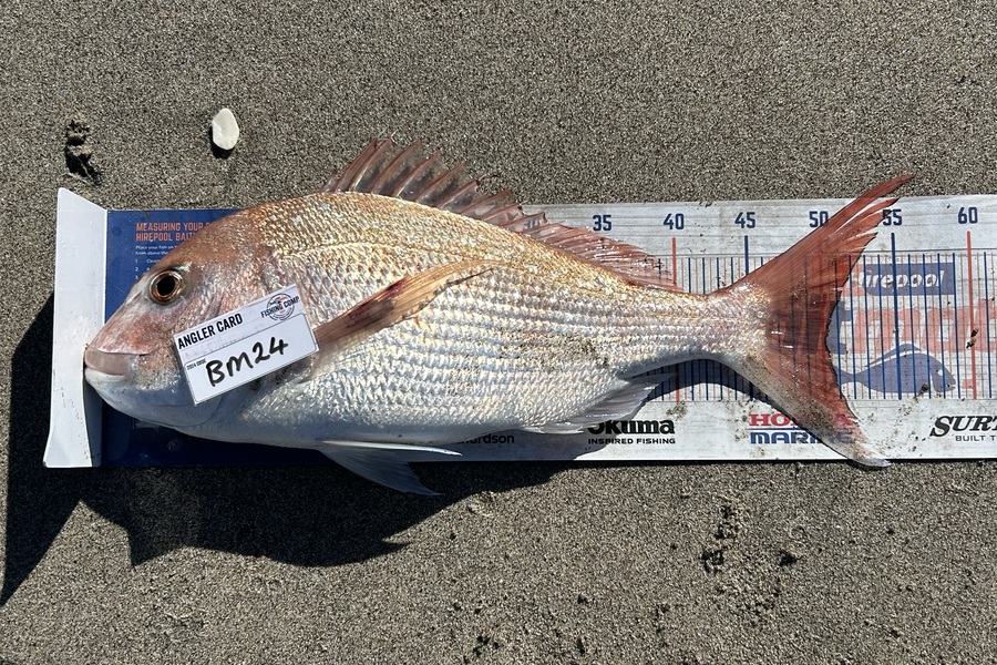 Blair Brookbanks caught this 50.0cm Snapper at Bay of Plenty during The Export NZ Fishing Competition