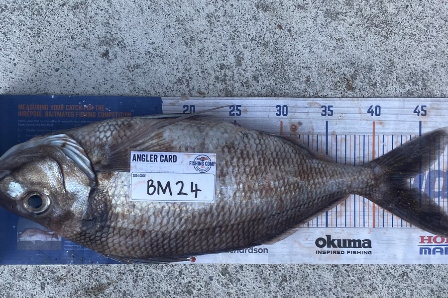 Mason Allan caught this 43.5cm Tarakihi at Wairarapa
 during The Export NZ Fishing Competition