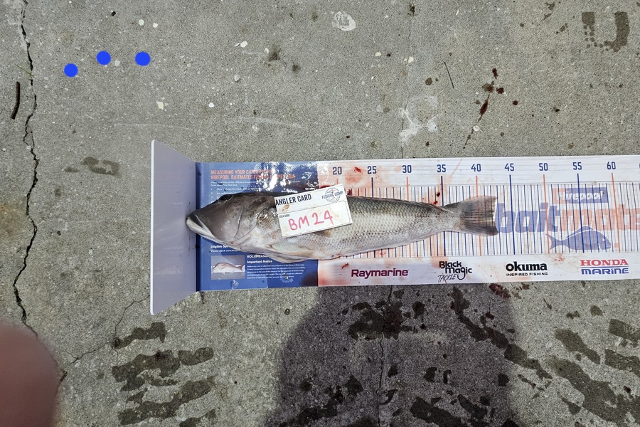 David  Douglas  caught this 42.0cm Blue Cod at Wellington during The Export NZ Fishing Competition